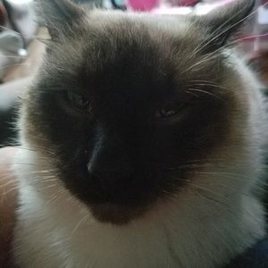 Meet your Posher, Sylvia